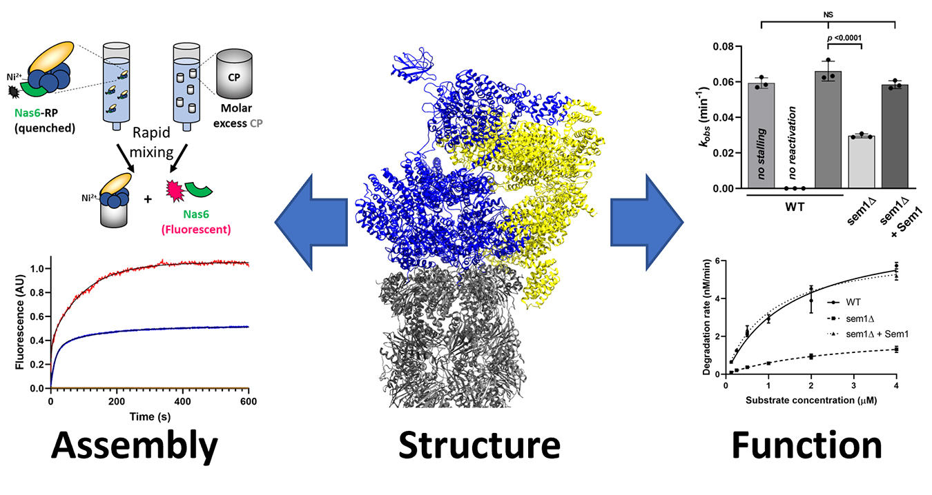 Proteasome Research