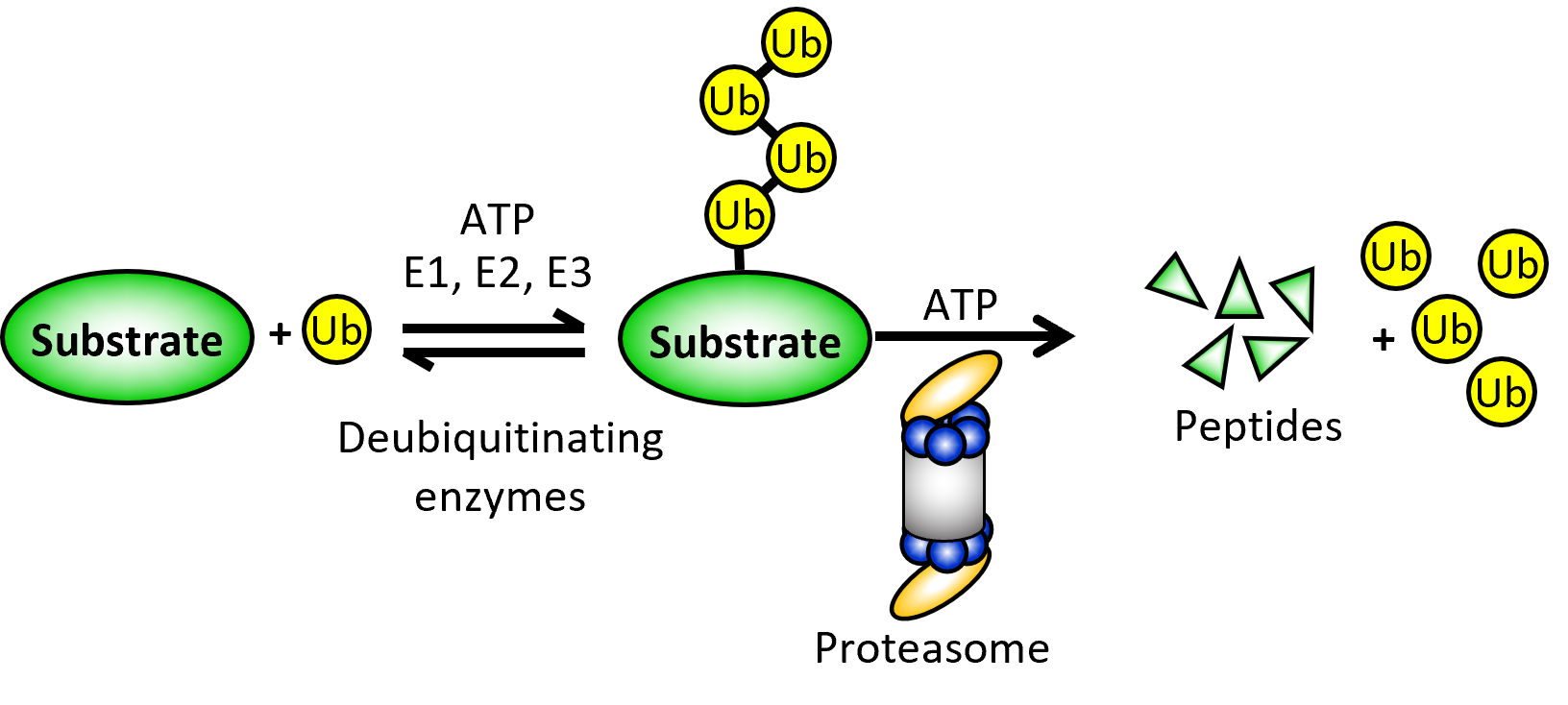 UPS Overview