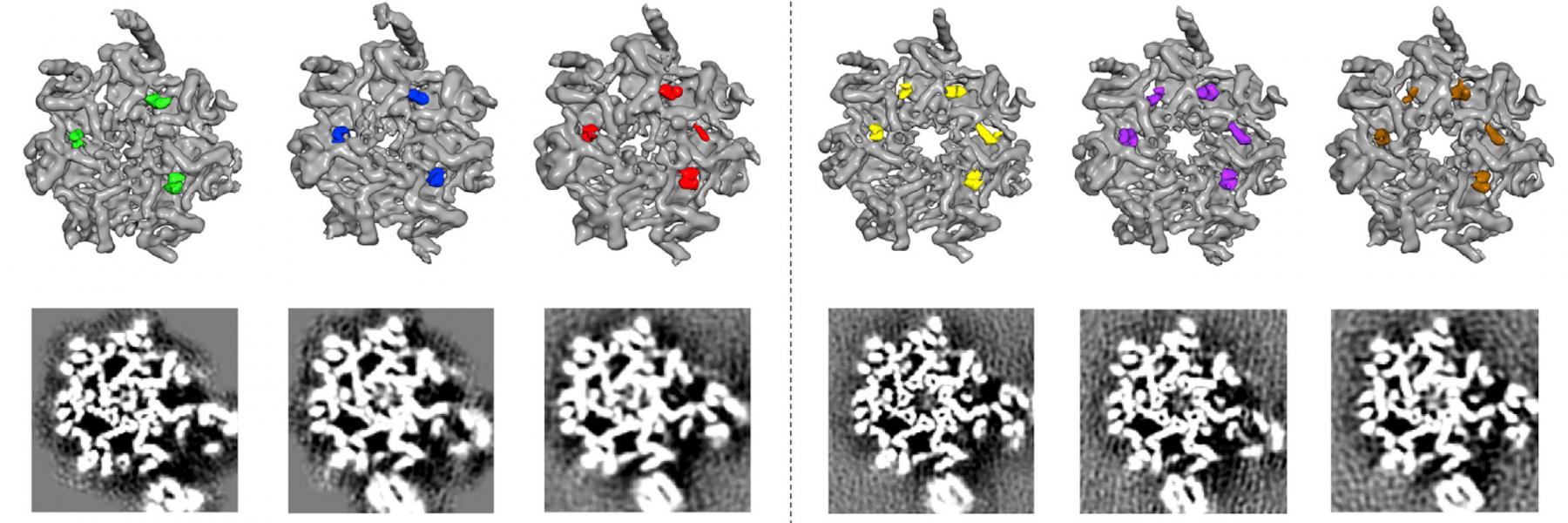 Gating of the proteasome core particle by ATPase tails