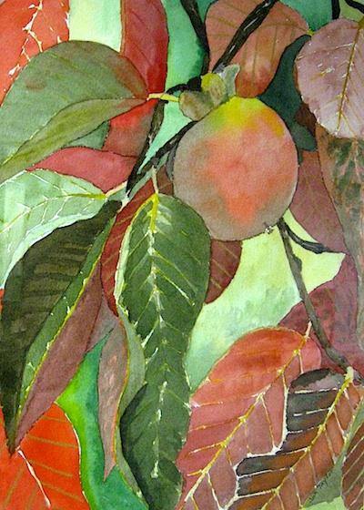 Persimmon by Jan Taylor