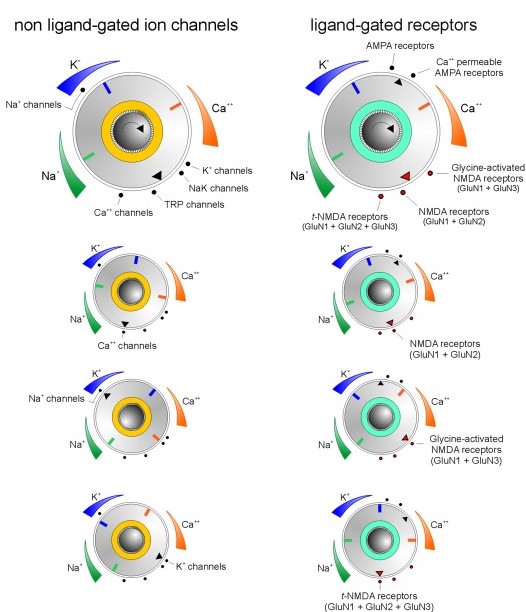 ion selectivity