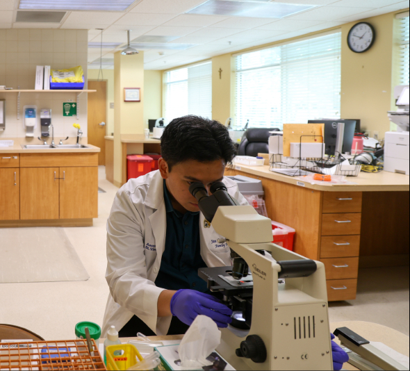A student studies using a micrscope