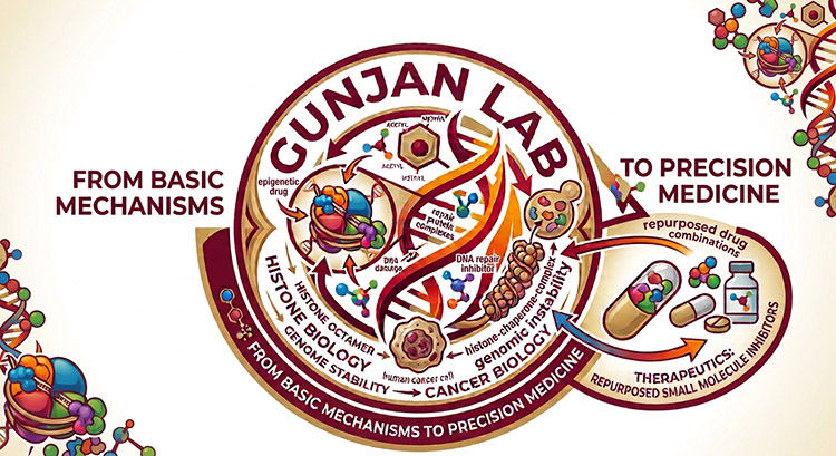 Stylized banner that depicts the cycle from basic mechanisms to precision medicine