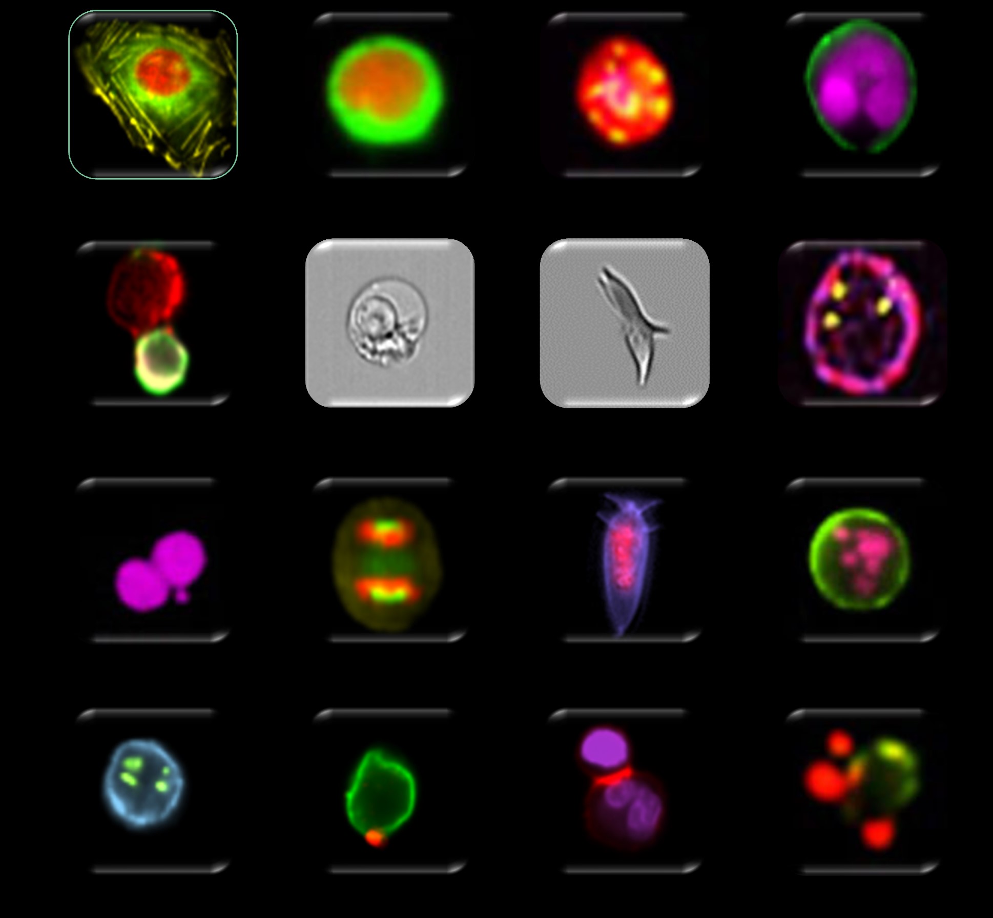 Image is a collage of cell images produced by the ISX machine.
