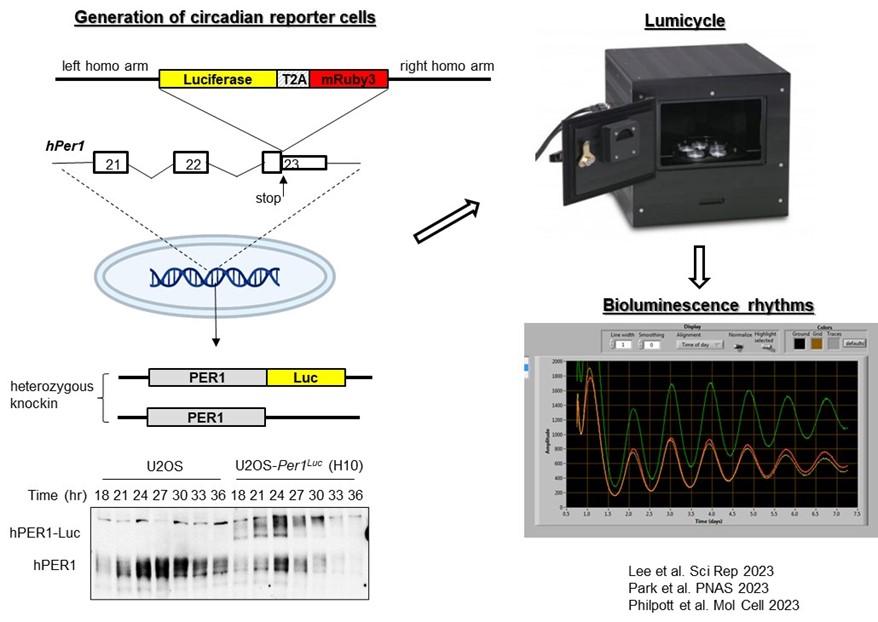 Generationofcircadinreportcells_LeeLab