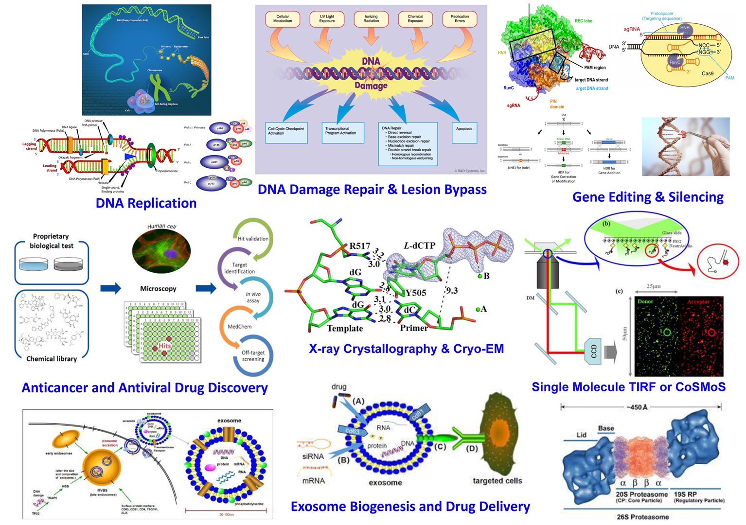 Suo_lab_research