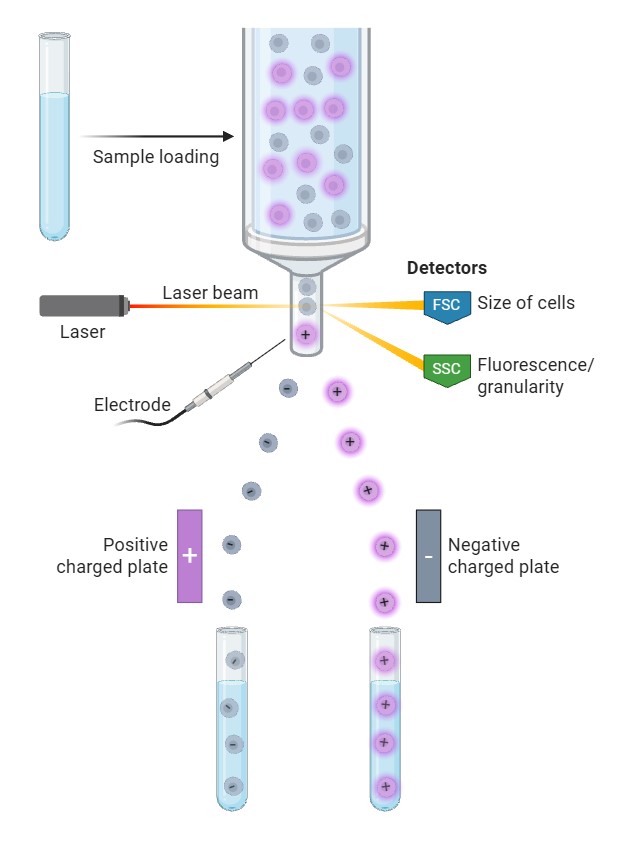 Image shows a line drawing of a sample being processed by the Cytek Aurora CS machine.
