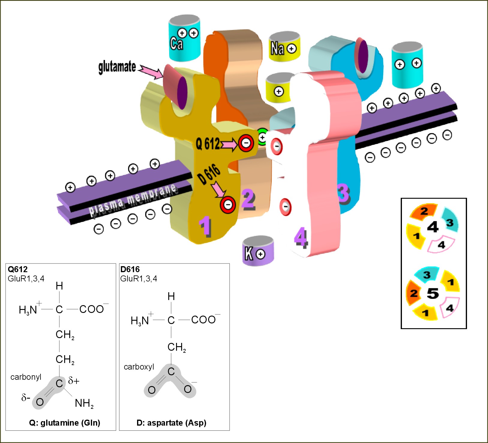 AMPA Receptor assembly