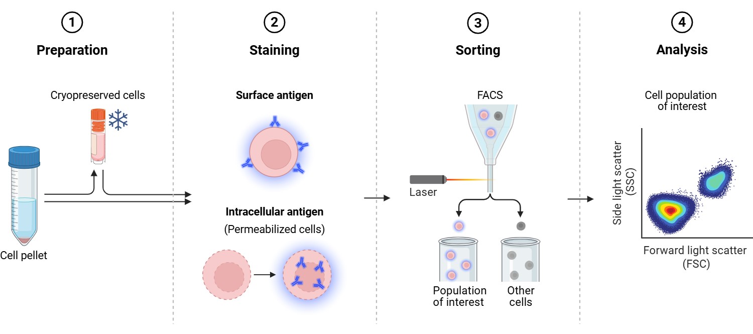 Image shows a line drawing of the steps of the flow cytometry process including preparation, staining, sorting, and analysis of samples.