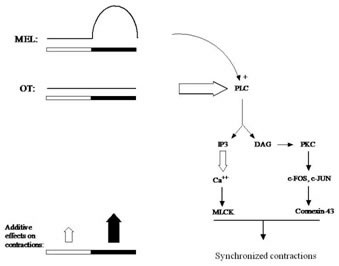 Olcese Research