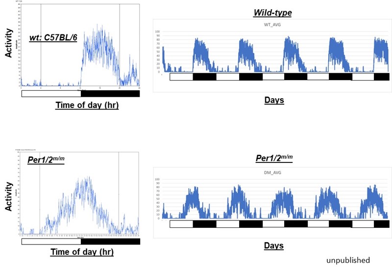 sleepcycles_leelab