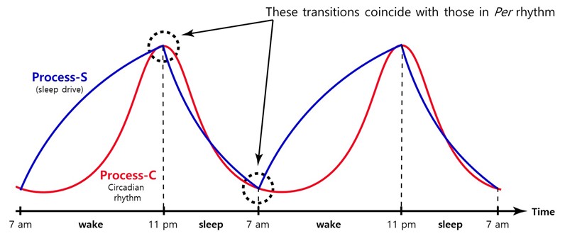 transitionperrhythm_leelab