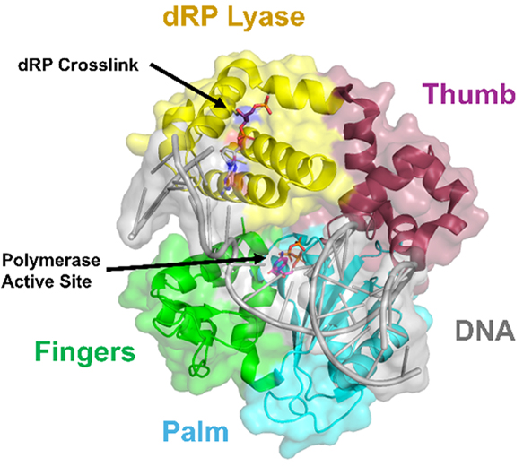 Schematic of crosslinked DNA and Polymerase beta from the Suo lab's recent publication.