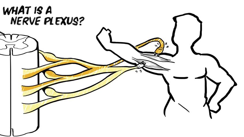 The Brachial Plexus - Animated Review