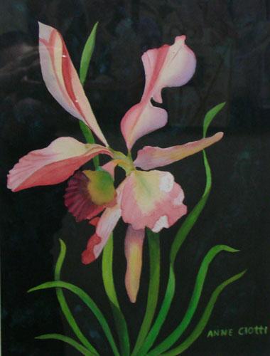 Show-off Orchid by Anne Ciotti