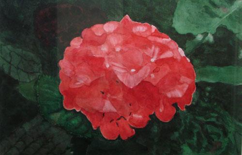 French Red Hydrangea by Tom Hart
