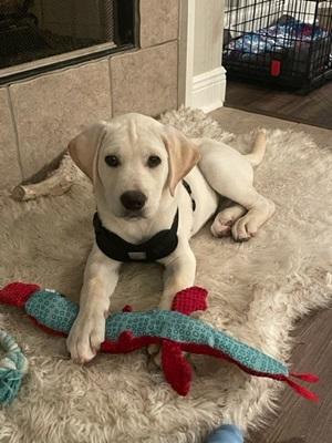 image of pale labrador puppy