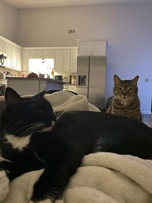 image of two cats sitting near each other. one is tuxedo and the other is a brown tabby