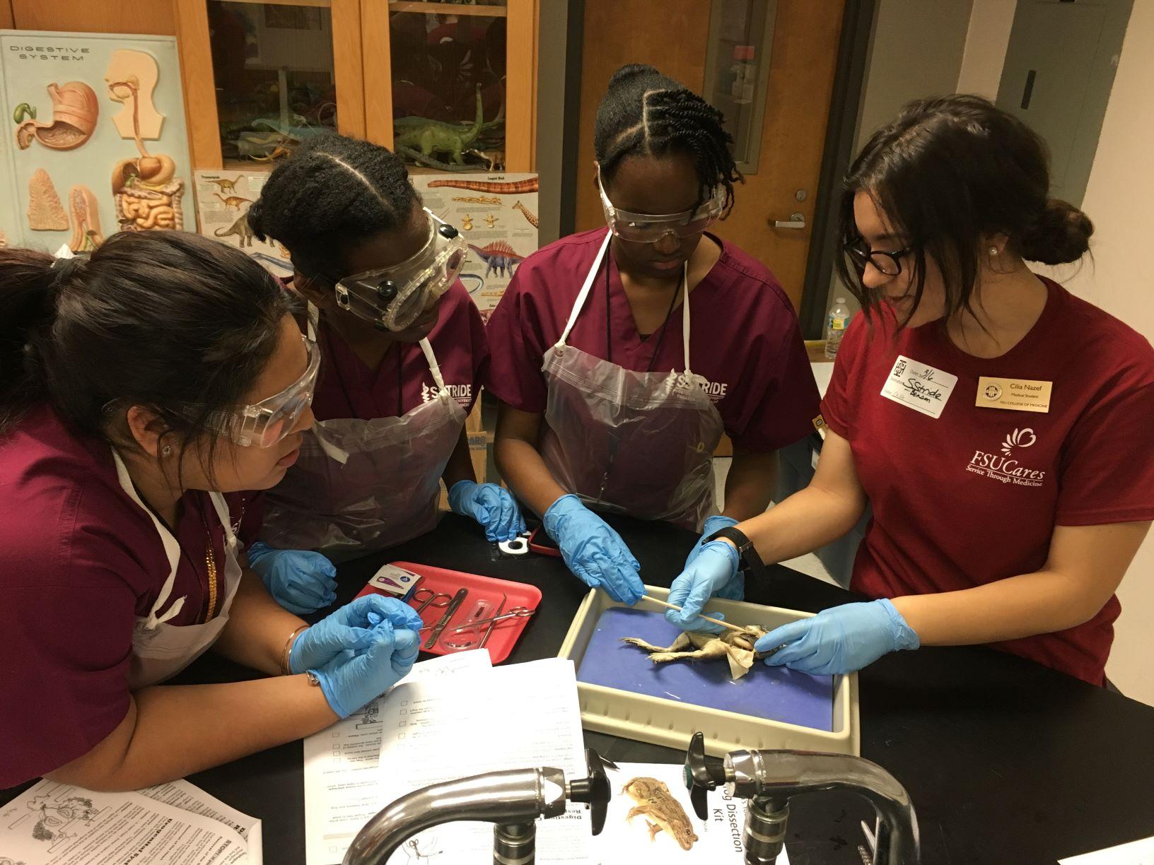 Students dissecting frogs