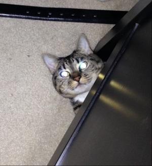 image of brown tabby cat