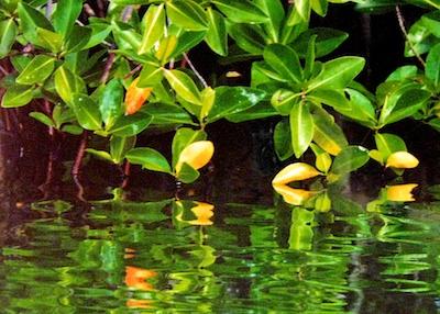 Mangrove Reflected by Jean Marani