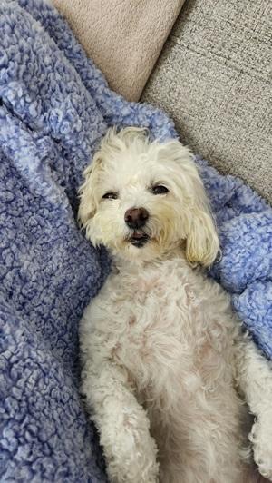 image of white maltese dog