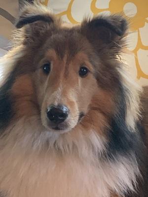 image of fluffy sheltie dog