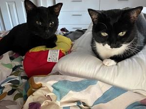 image of two cats sitting next to each other. one is black and the other is tuxedo