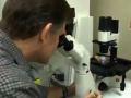 FSU researcher focuses on new approach to brain cancer