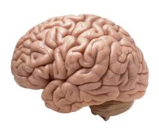 Human brain on white background