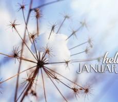 Snow on a dandelion skeleton with the caption "Hello January"