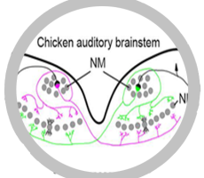A graphical representation of a chicken's auditory brainstem