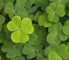 Close up picture of green shamrocks