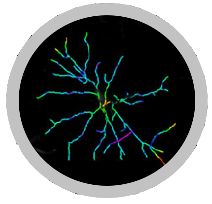 Graphical Abstract with a gray circle around it