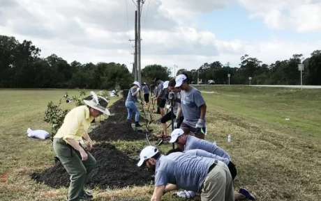 Volunteers plant trees.