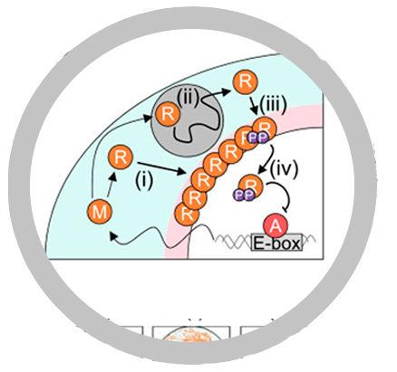 Diagram of the spatial stochastic model of the circadian clock.