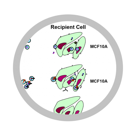 Schematic model of protocol used to treat MCF10A cells with EVs. MCF10A cells were treated with equal number of EVs from either HK1 WT or HK1 LMP1 or equivalent volume of PBS every 24 hrs for 2 days before isolating mRNA for RNA-seq graphic