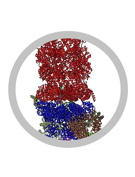 Picture of part of a Proteasome structure with a gray circle around it.