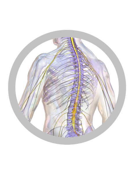 Image of a spinal cord. Picture had a gray circle around it