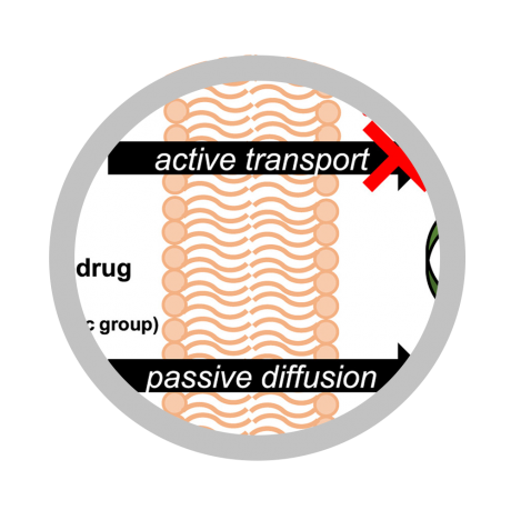 Graphical Abstract with a gray circle around it