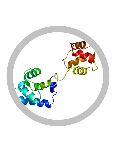 Image of Troponin C1 with a gray circle around it.