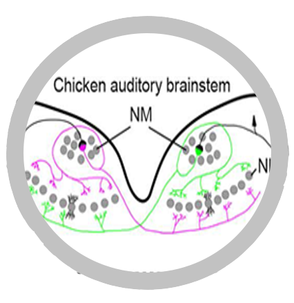 A graphical representation of a chicken's auditory brainstem