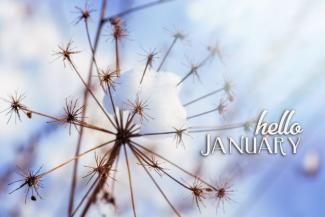 Snow on a dandelion skeleton with the caption "Hello January"