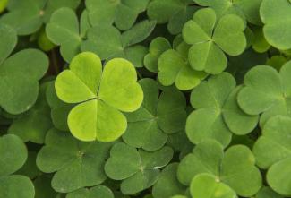 Close up picture of green shamrocks