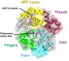 Schematic of crosslinked DNA and Polymerase beta from the Suo lab's recent publication.